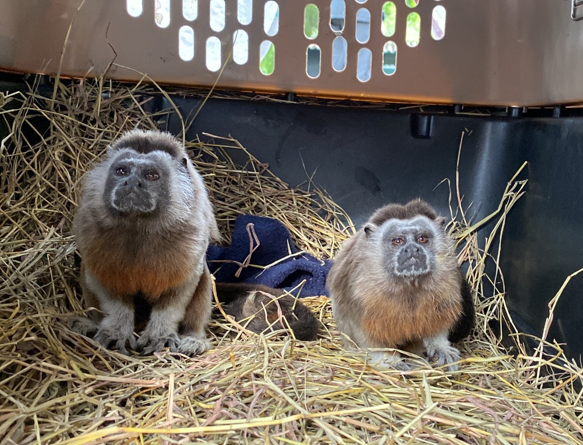 Una pareja de titíes grises víctimas del tráfico ilegal lograron rehabilitarse y volver a los bosques de Antioquia  