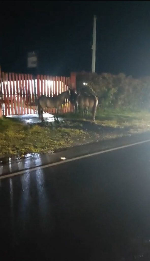 Motociclista perdio la vida tras colisionar con un caballo en via del Oriente