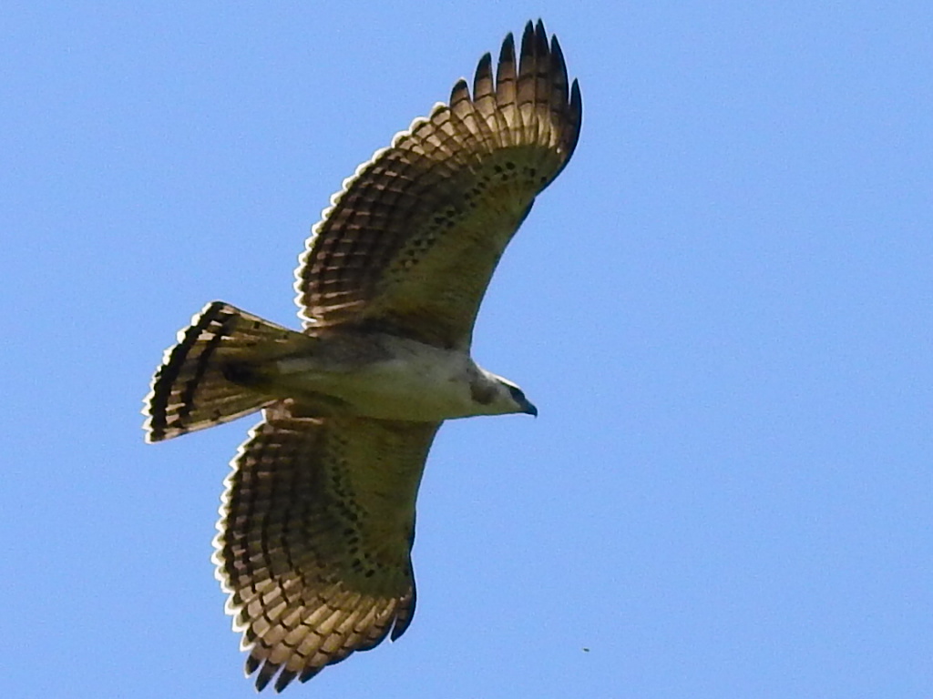 WhatsApp Image 2025 10 22 at 6.59.56 AM 3