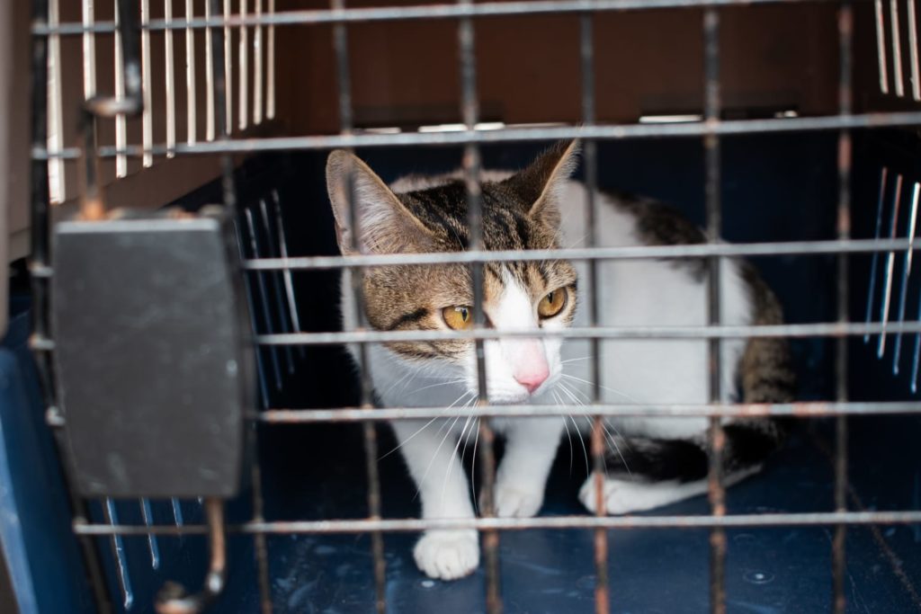 WhatsApp Image 2025 10 28 at 5.54.23 PM