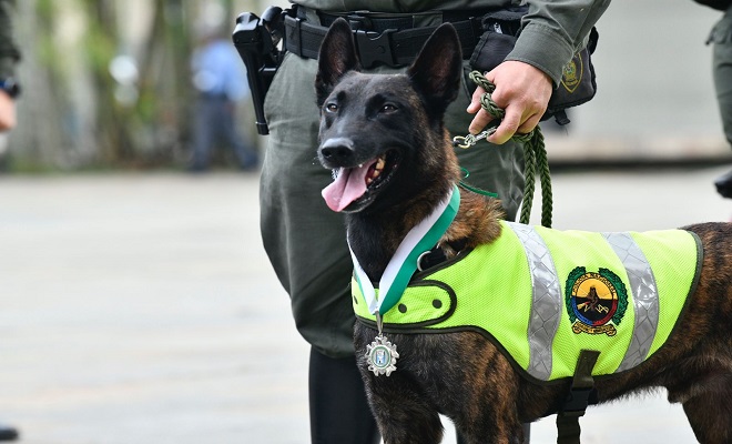 ¿Jubilación definitiva para los perros de seguridad en Colombia?