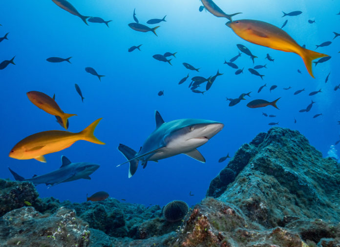 Galápagos, Malpelo y Revillagigedo, entre áreas de mayor cantidad de tiburones del planeta