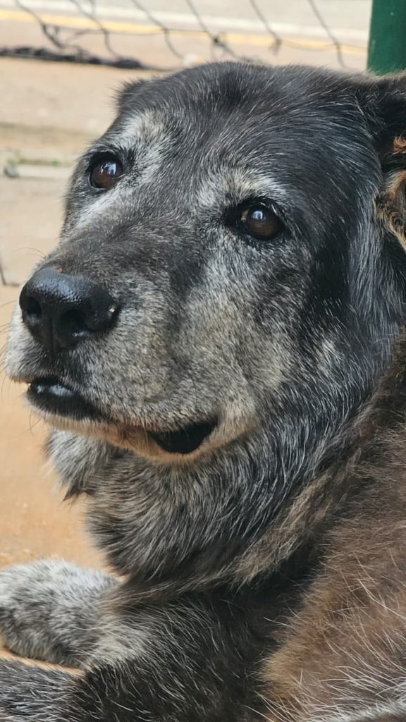 Calido adios para Roger el perrito recogepelotas del Inder Guarne 2