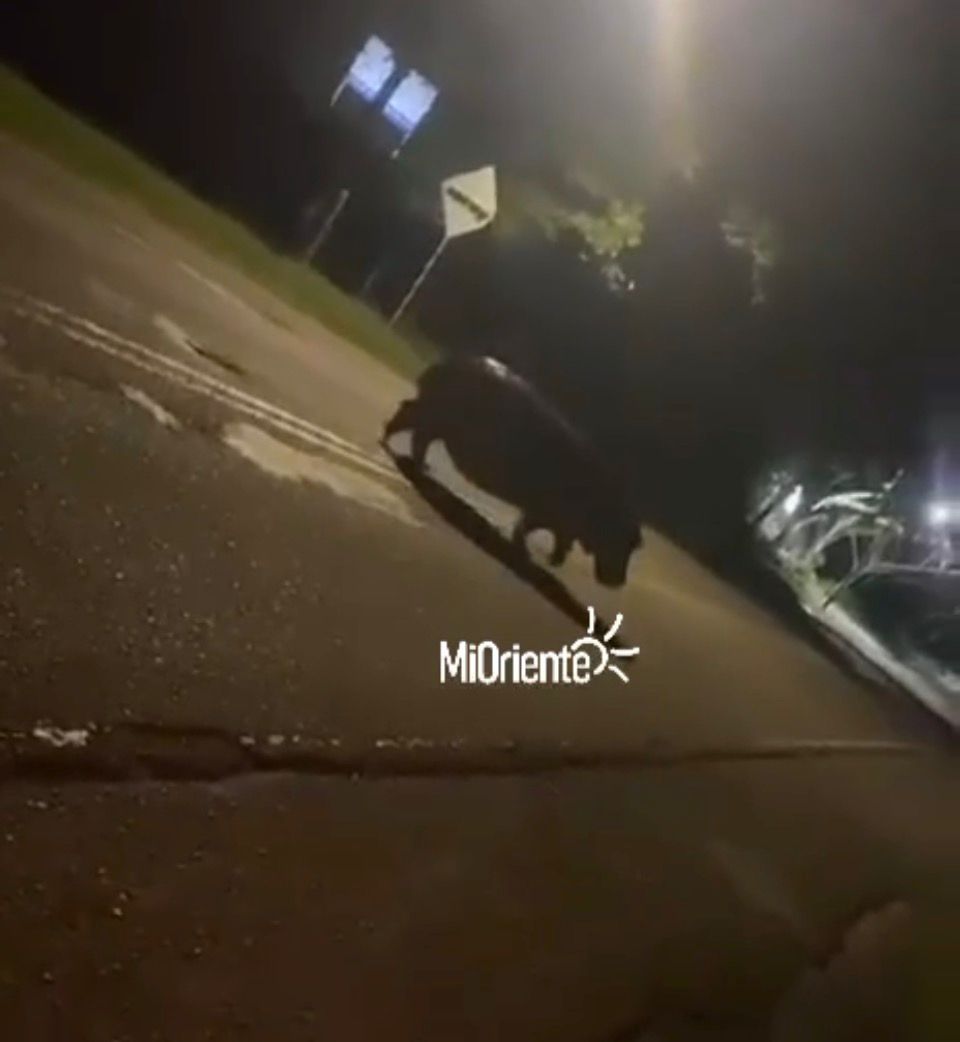 Hipopótamo en plena vía: video muestra el cruce del ejemplar en la Autopista Medellín-Bogotá