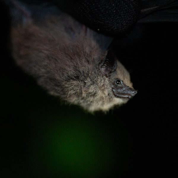 Redescubren en Antioquia una especie de murciélago que se creía extinta