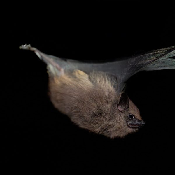 Saccopteryx antioquensis 8 scaled