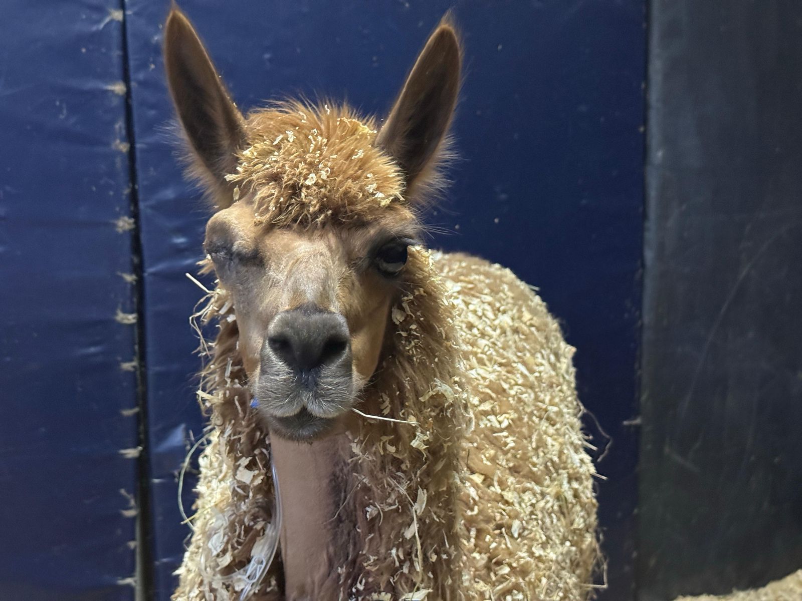 Autoridades rescataron a una llama en Rionegro: le habían extraído un ojo y la suturaron con cabuya