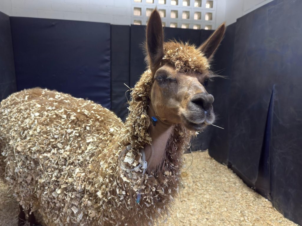 WhatsApp Image 2025 11 01 at 9.45.16 AM