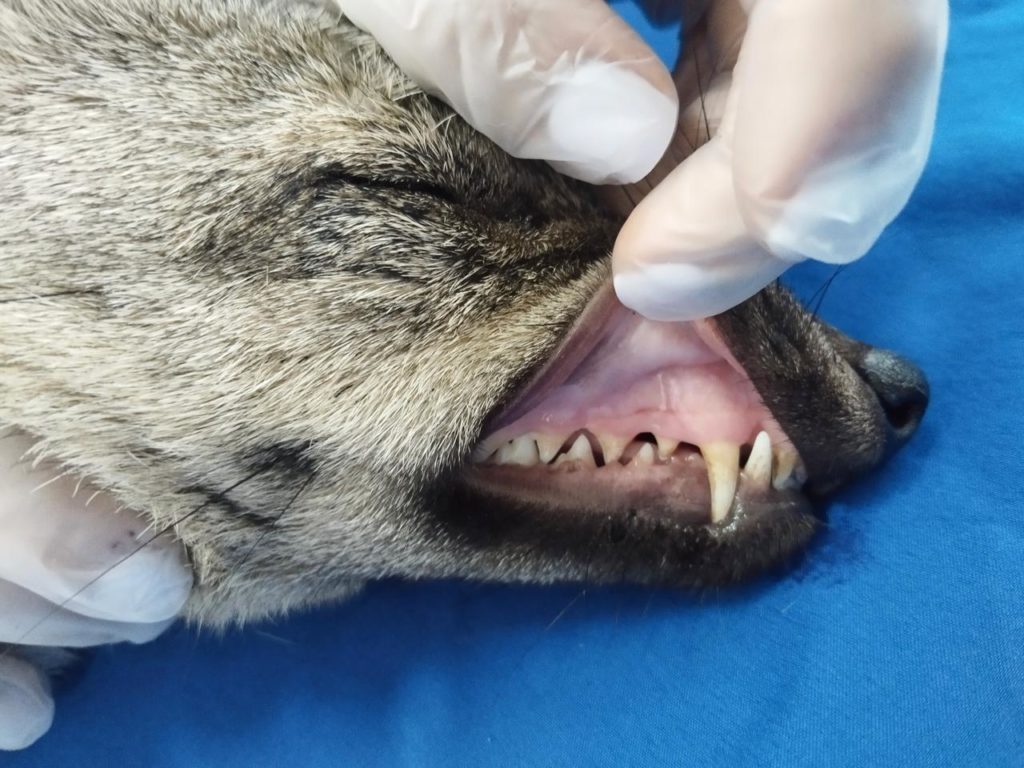 WhatsApp Image 2025 11 13 at 6.32.32 AM 1