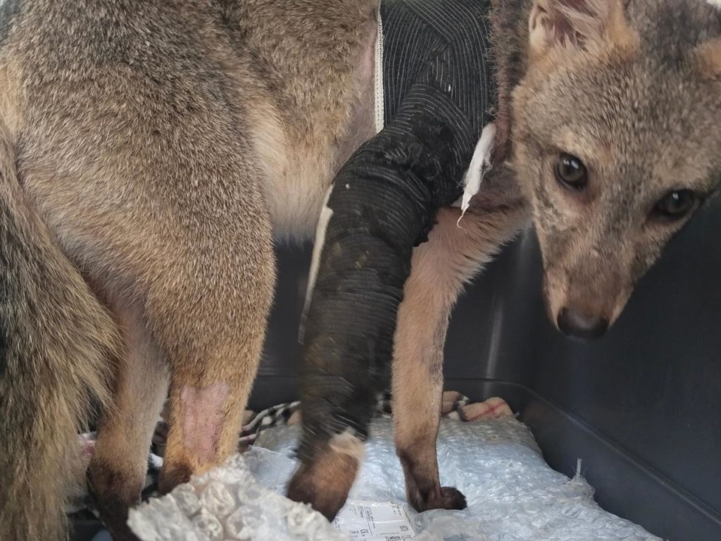 WhatsApp Image 2025 11 13 at 6.32.32 AM