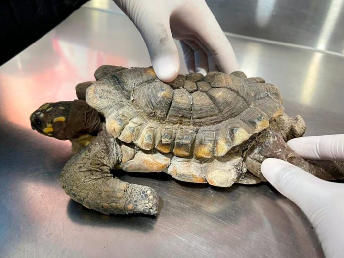 WhatsApp Image 2025-11-18 at 6.33.33 AM (1)