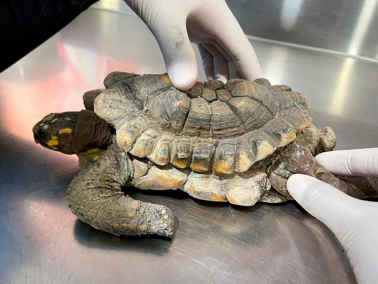 Tortuga Morrocoy fue rescatada tras más de 30 años en cautiverio