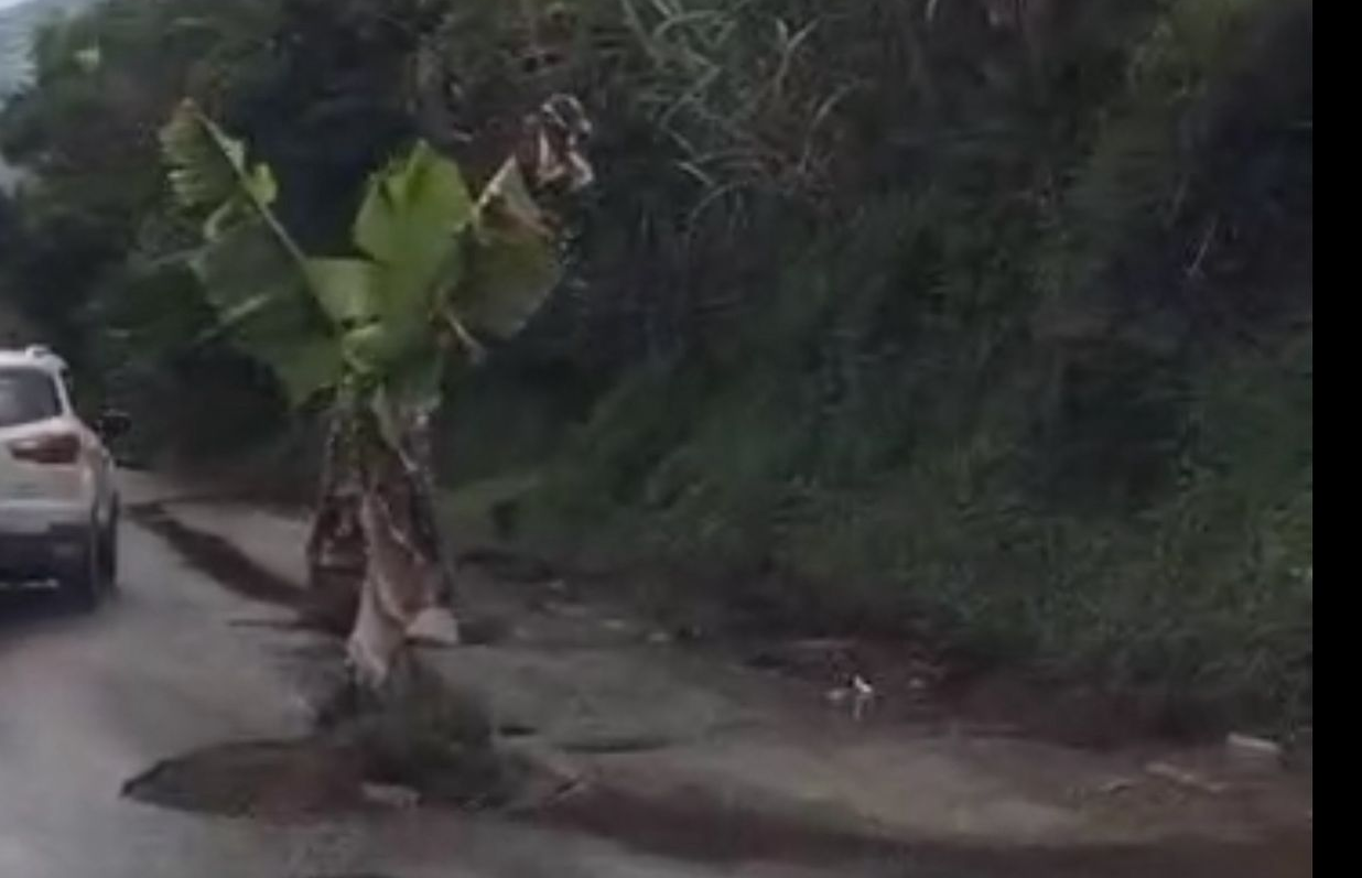 Una mata de plátano en pleno hueco evidencia el abandono de la Autopista Medellín–Bogotá tramo El Santuario – Caño Alegre