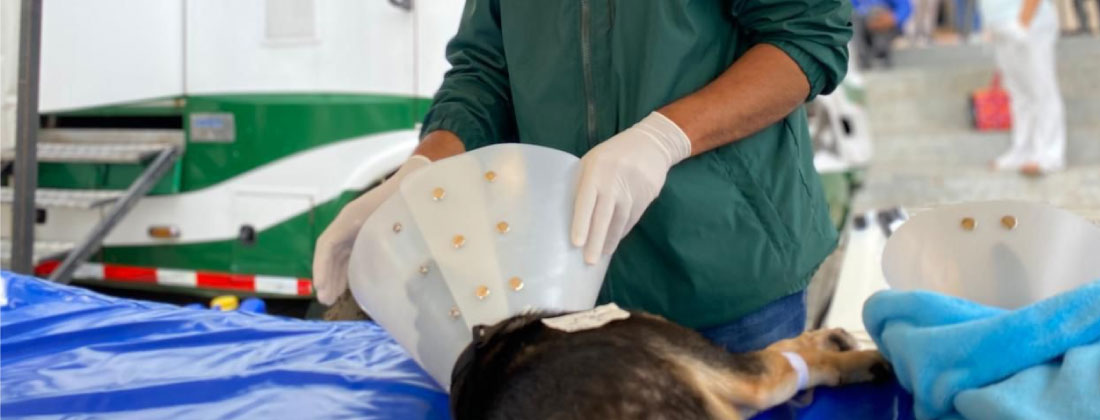 Antioquia supera las 43 000 esterilizaciones gratuitas y consolida su estrategia de control poblacional animal