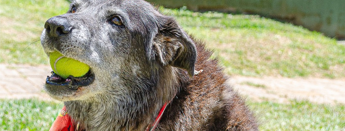 Guarne rindió un emotivo homenaje a Roger, el perrito recoge pelotas que se convirtió en símbolo de la comunidad