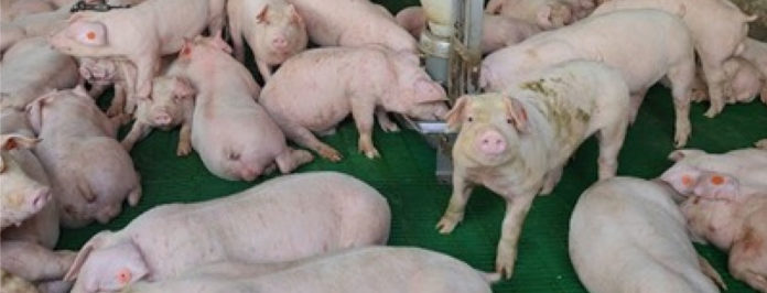 web-Cornare-presentó-su-rendición-de-cuentas,-destacando-avances-ambientales-en-los-municipios-de-su-jurisdicción