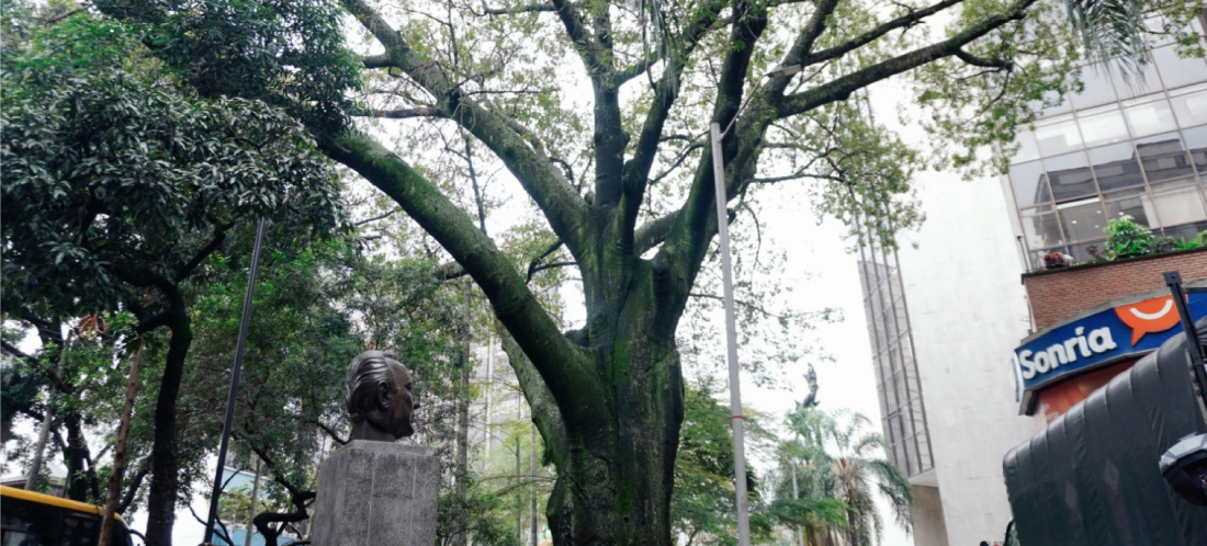 El árbol más antiguo de Medellín cumplió 168 años: es una imponente ceiba ubicada en la avenida La Playa