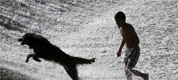 web-El-perro-mejor-amigo-del-hombre-desde-hace