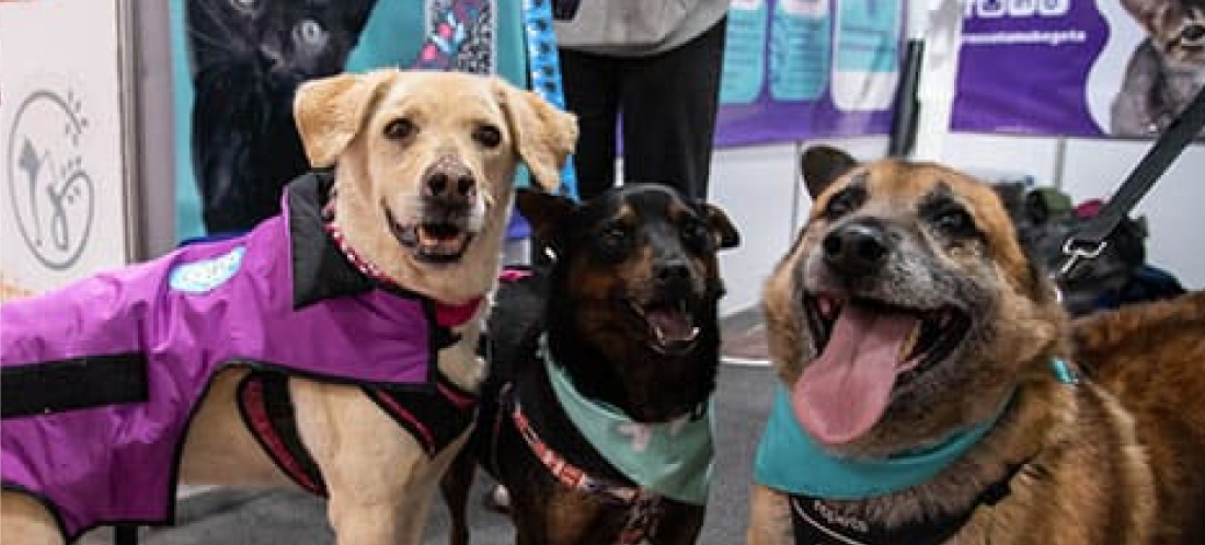 Expopet llega por primera vez a Medellín con una agenda dedicada al bienestar animal