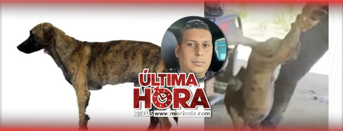 web-Judicializaron-en-Bolívar-al-sonsoneño-responsable-de-brutal-maltrato-a-un-perro-aceptó-los-cargos