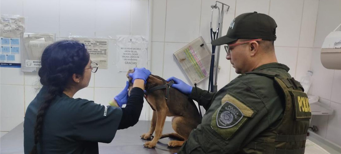 Policía intervino en caso de presunto maltrato animal en Medellín: “Jack está a salvo”