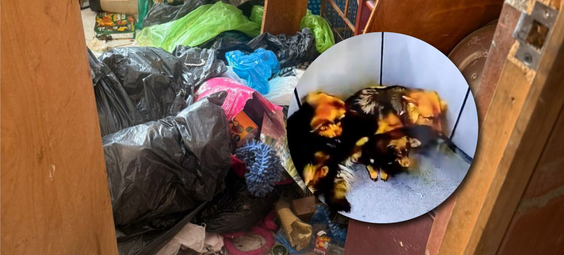 Nuevo caso de maltrato animal en Antioquia: quedó registrado como un hombre golpeaba a tres perros en La Estrella