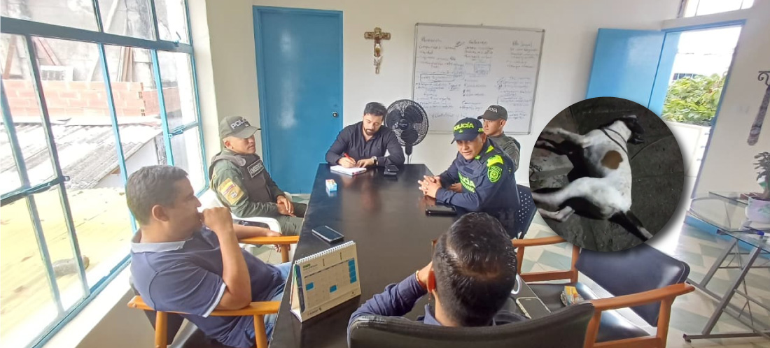 ¡No más maltrato animal! Un perro y un gato fallecieron al parecer por envenenamiento en Valparaíso