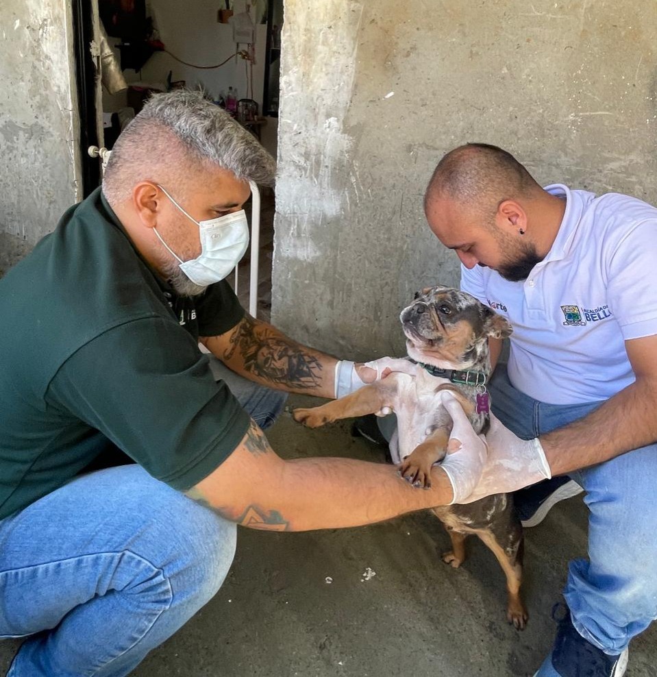 Autoridades de Bello verifican dos caninos en Santa Rita tras video viral por presunta agresión