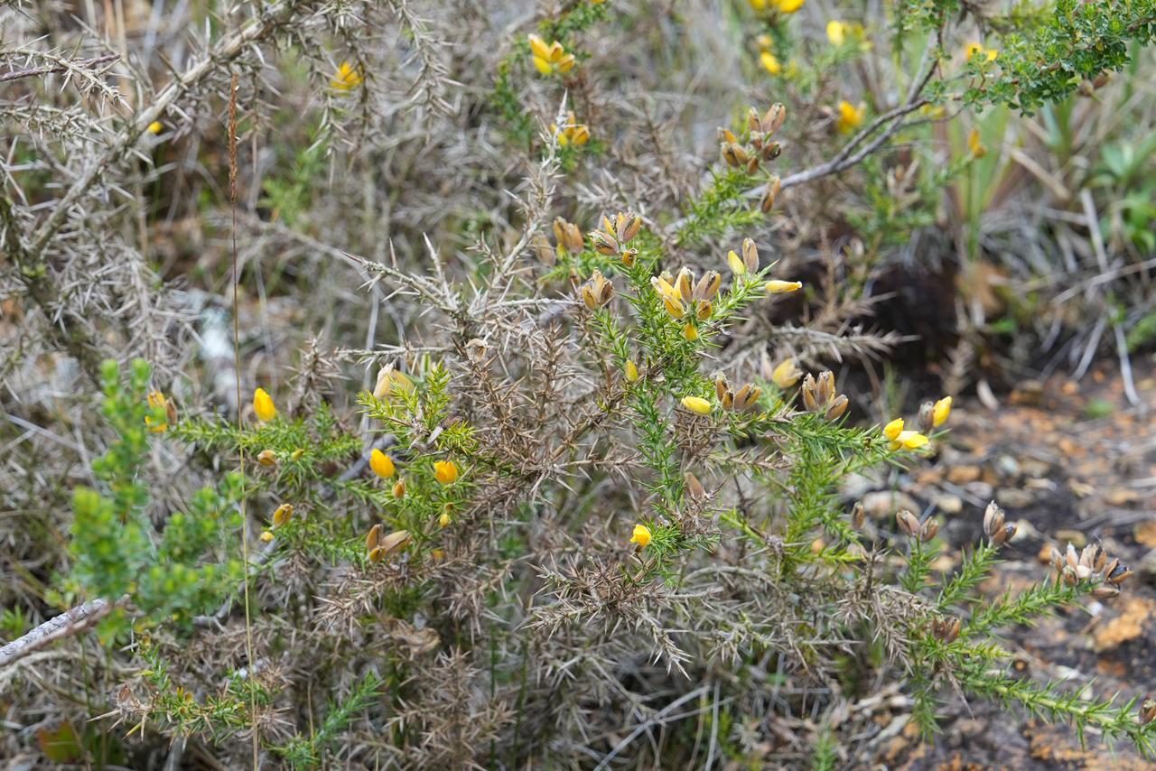 Corantioquia detecta especie invasora en el páramo de Santa Inés, en Belmira