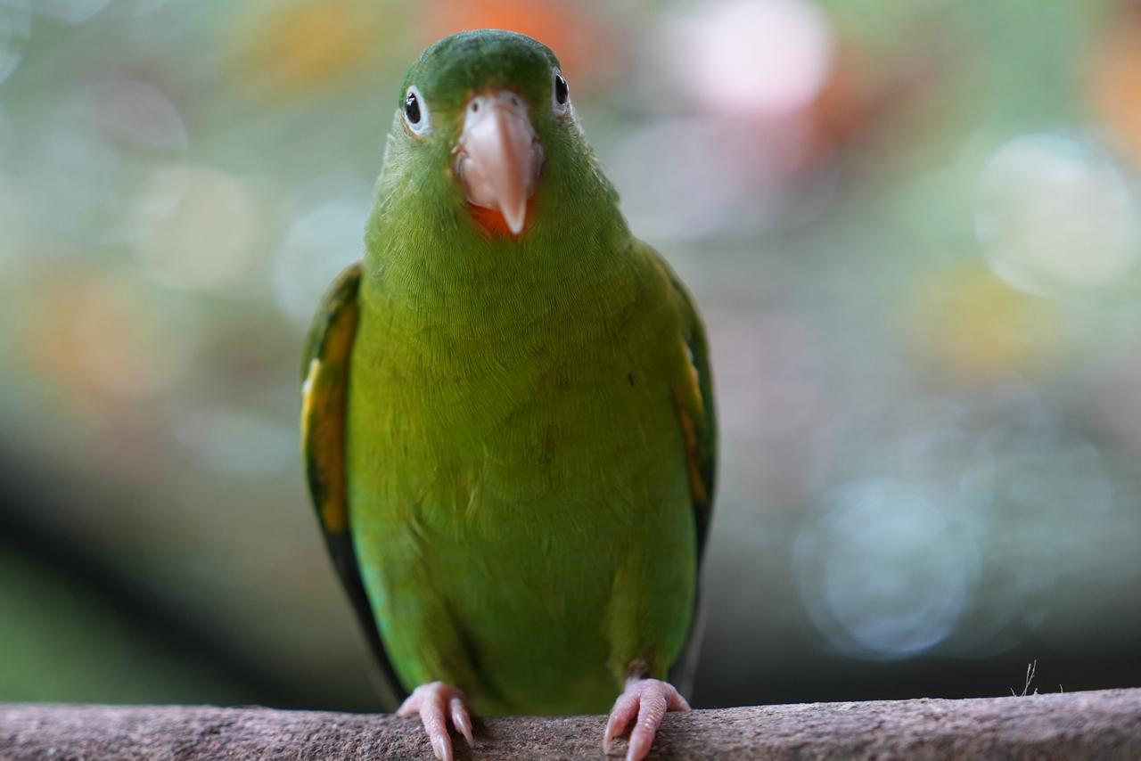 El 76 % de los animales silvestres atendidos por Corantioquia en 2025 pudieron ser devueltos a la naturaleza