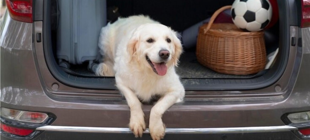 Consejos para viajar con su mascota estas vacaciones