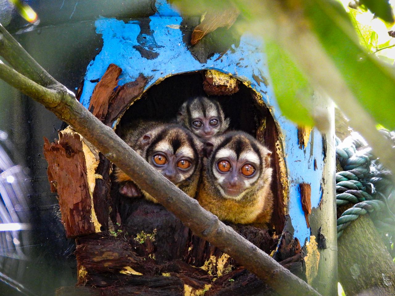 Pareja de martejas rescatadas y su cría fueron liberadas en una reserva natural del Oriente Antioqueño