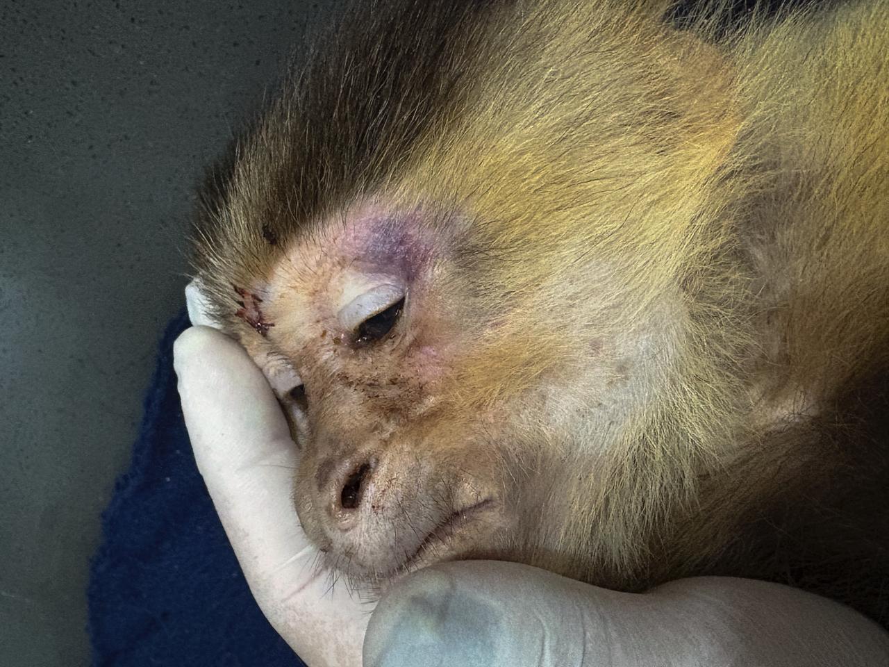 ¡Qué crueldad! Tenían en cautiverio, desnutrido y con signos de maltrato a un mono capuchino en una unidad residencial en Medellín