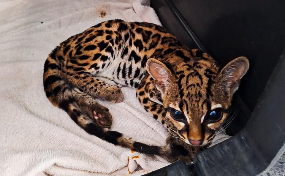 WhatsApp Image 2025 12 29 at 9.33.56 AM