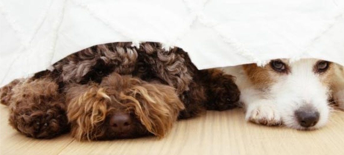 Estas recomendaciones pueden ayudar a calmar a su mascota frente a la pólvora