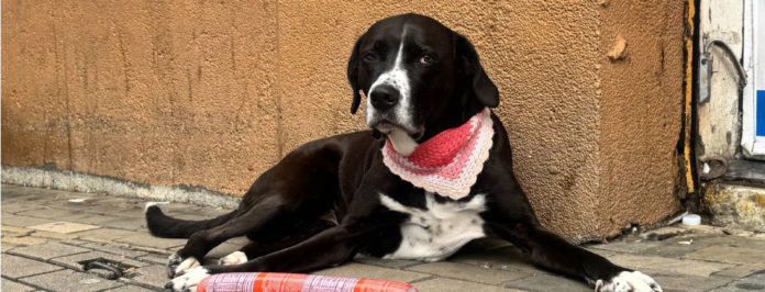 web-¿Se-lo-robó-o-no-La-verdadera-historia-de-Lucy,-la-perrita-viral-del-salchichón-en-el-D1