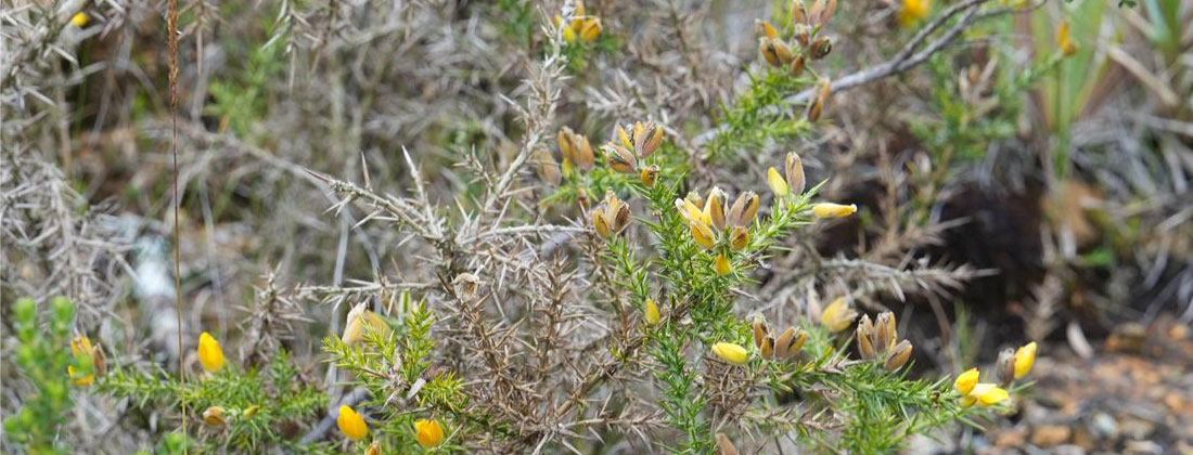 Corantioquia detecta especie invasora en el páramo de Santa Inés, en Belmira