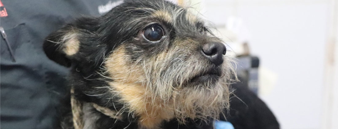 “Olor a amoníaco, falta de ventilación y hacinamiento”: así vivían los 46 animales rescatados en San Antonio de Prado