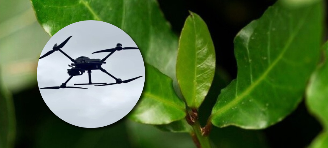 Gobierno nacional anunció erradicación de cultivos ilícitos con glifosato a través de drones