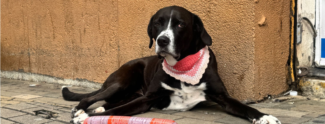 ¿Se lo robó o no? La verdadera historia de Lucy, la perrita viral del salchichón en el D1