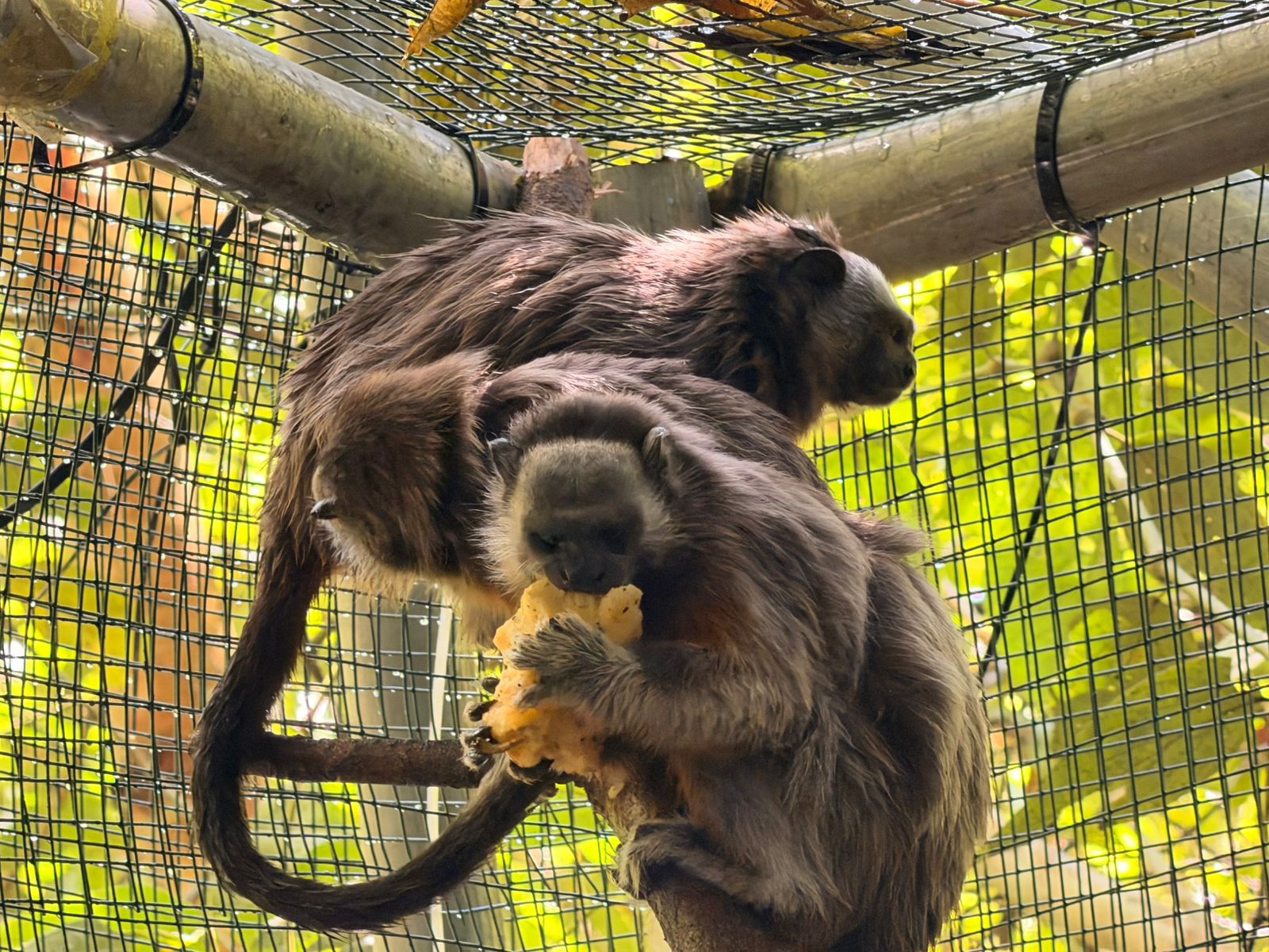 Cuatro titíes grises rescatados en el Valle de Aburrá fueron rehabilitados y liberados en zona rural de Puerto Triunfo  