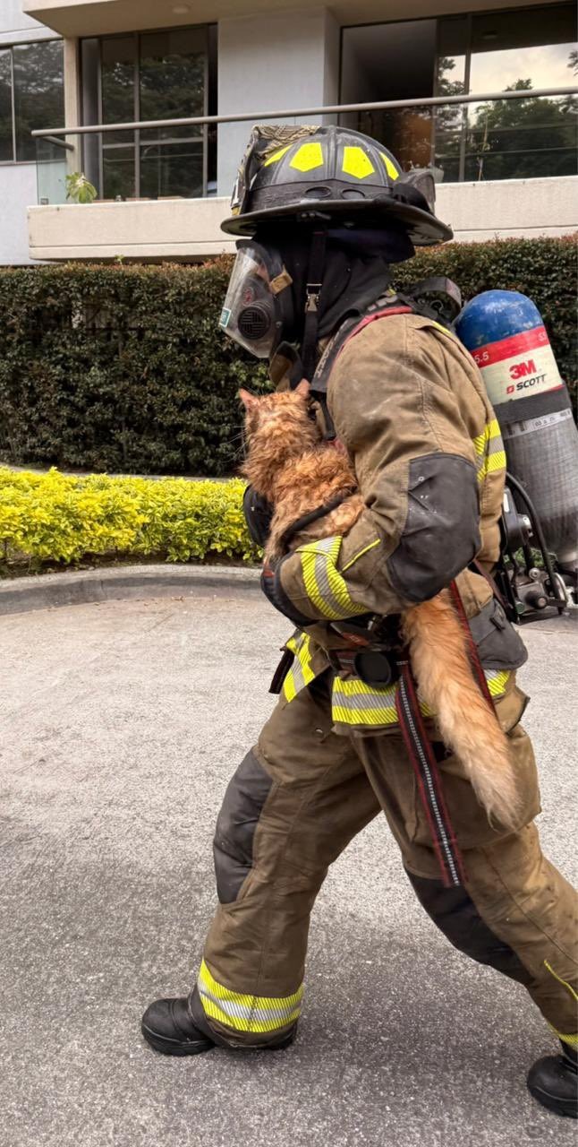 Se incendió un apartamento en Medellín con tres gatos y un perro en su interior, uno de los felinos falleció