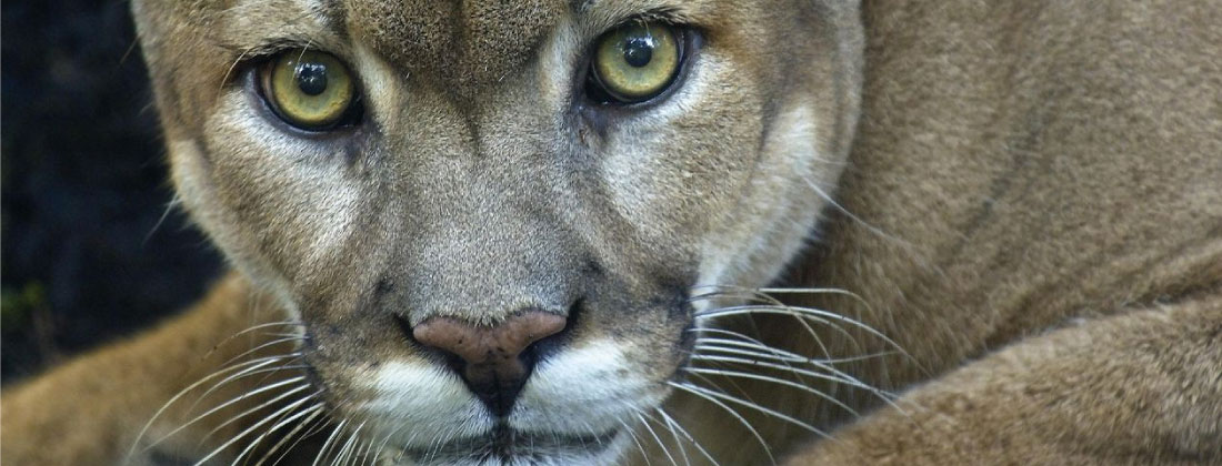 Atropellamiento de puma y avistamientos recientes motivan llamado de precaución en vías de Antioquia