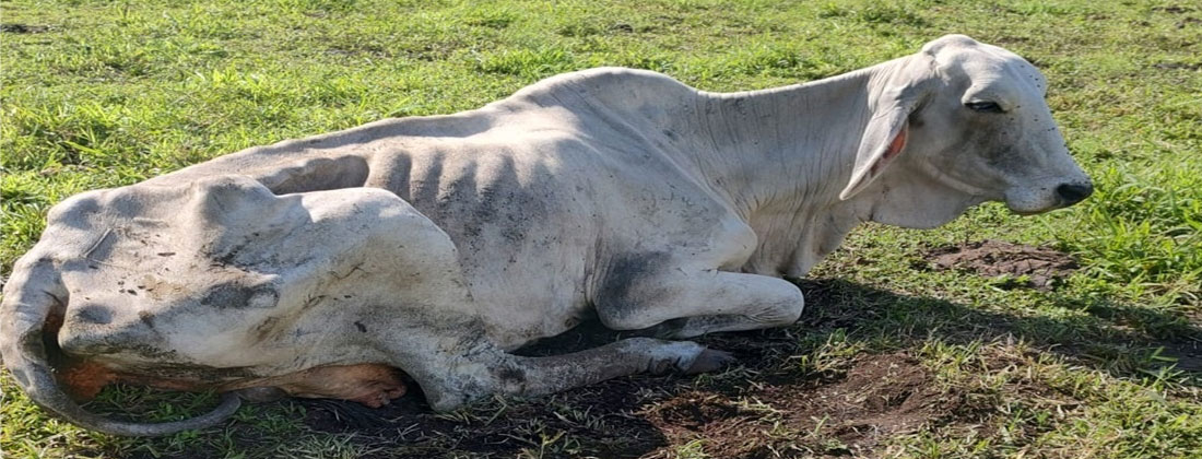 Autoridades de El Carmen rescatan cuatro semovientes por presunto maltrato animal