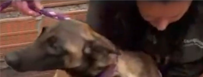 web-Autoridades-rescataron-a-seis-perros-en-Marinilla-por-supuesto-maltrato-animal,-el-presunto-infractor-es-de-la-Policía