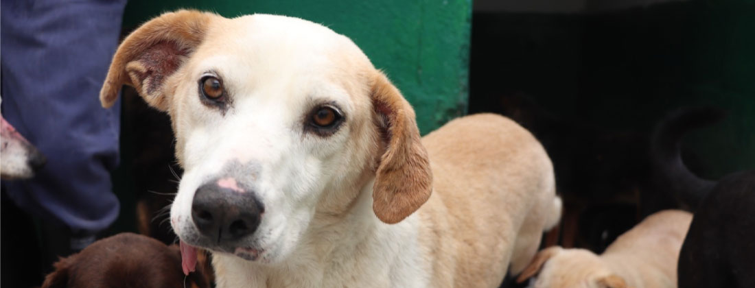 Cerca de 350 “viejitos” del Centro de Bienestar Animal La Perla de Medellín buscan un hogar definitivo