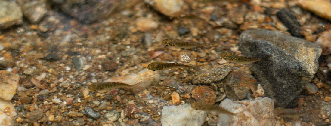 Cornare y la AUNAP repoblaron ríos del Oriente y el Magdalena Medio con 820.000 alevinos de bocachico