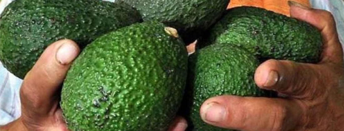 Corpohass alerta que por aumento del mínimo, estaría en riesgo conservar los 81 000 empleos formales que genera el sector aguacatero en Colombia