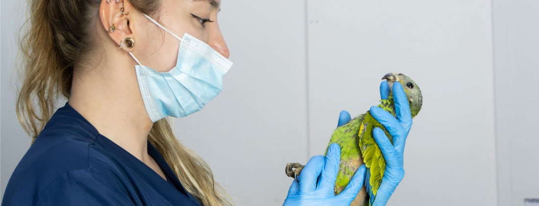 Repudiable: Ya son 28 pichones de loro incautados en buses de transporte público en el Oriente