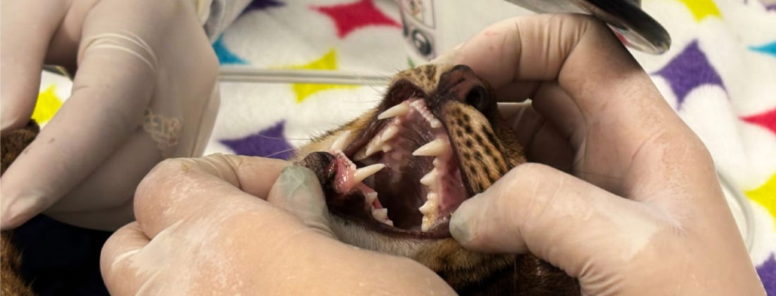 Tigrillo quedó en estado crítico por posible atropellamiento en Itagüí. Se está recuperando y podría volver a la naturaleza